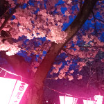 夜桜ブロンプトン
